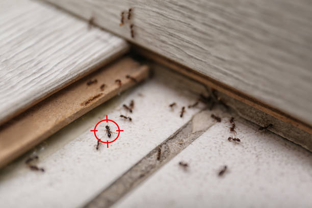  Stratmoor, CO Pest Control Pros
